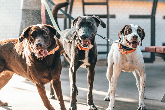 Three dogs on leashes enjoying a sunny day on the patio.