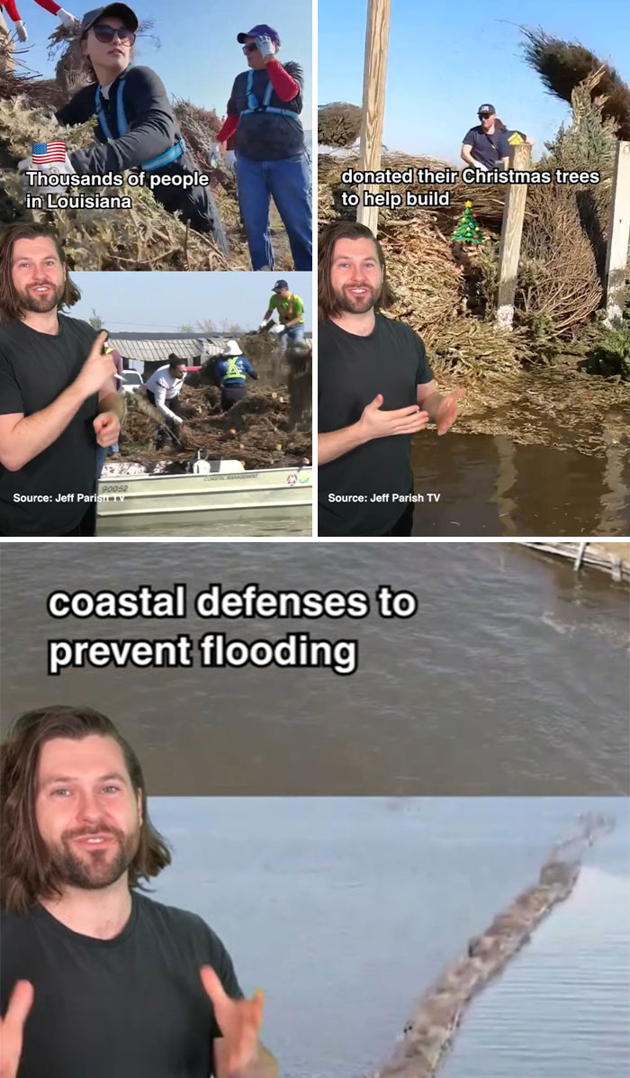 Coastal defenses built with Christmas trees in Louisiana to prevent flooding, showcasing uplifting news in environmental efforts.