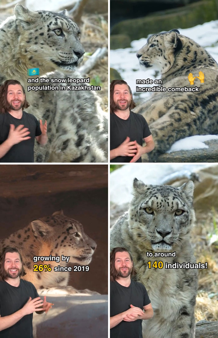 Snow leopard population in Kazakhstan makes a comeback, increasing by 26% to 140 individuals since 2019.