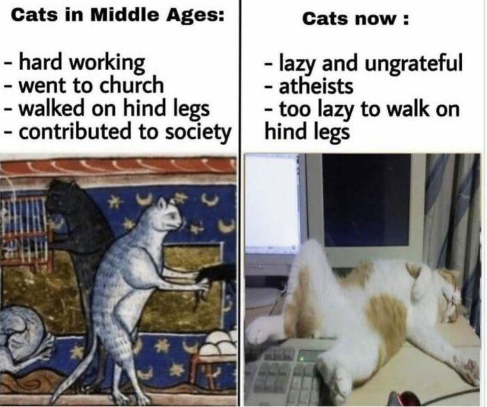 My Cat Is Gonna Be An Olympic Athlete