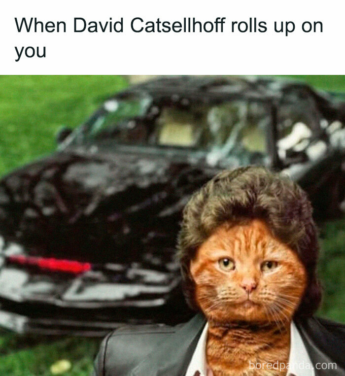 Cat with David Hasselhoff hair by a KITT car, evoking nostalgic memes.