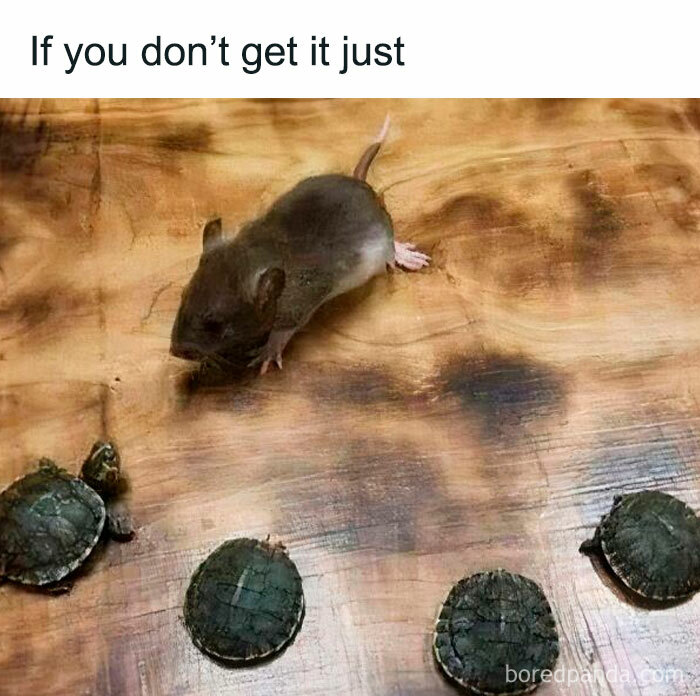 Nostalgic meme featuring a mouse and four small turtles on a wooden surface.