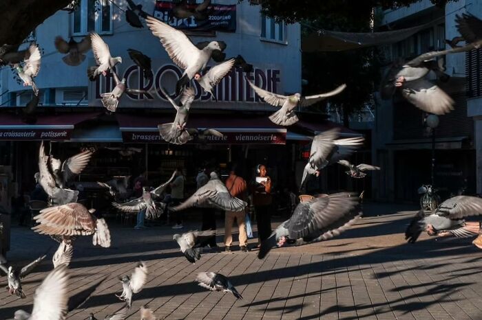 Street photography of pigeons flying in front of a café, capturing urban life and movement.