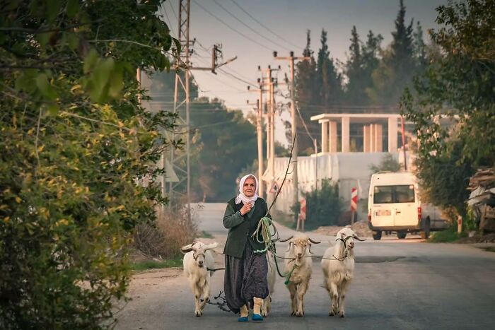 Person walking goats on a street, displaying captivating street photography elements in a rural setting.