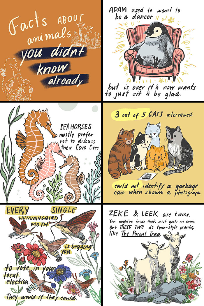 Illustrations by Sophie Lucido Johnson showing humorous and whimsical animal facts, inspiring a slower, simpler life.