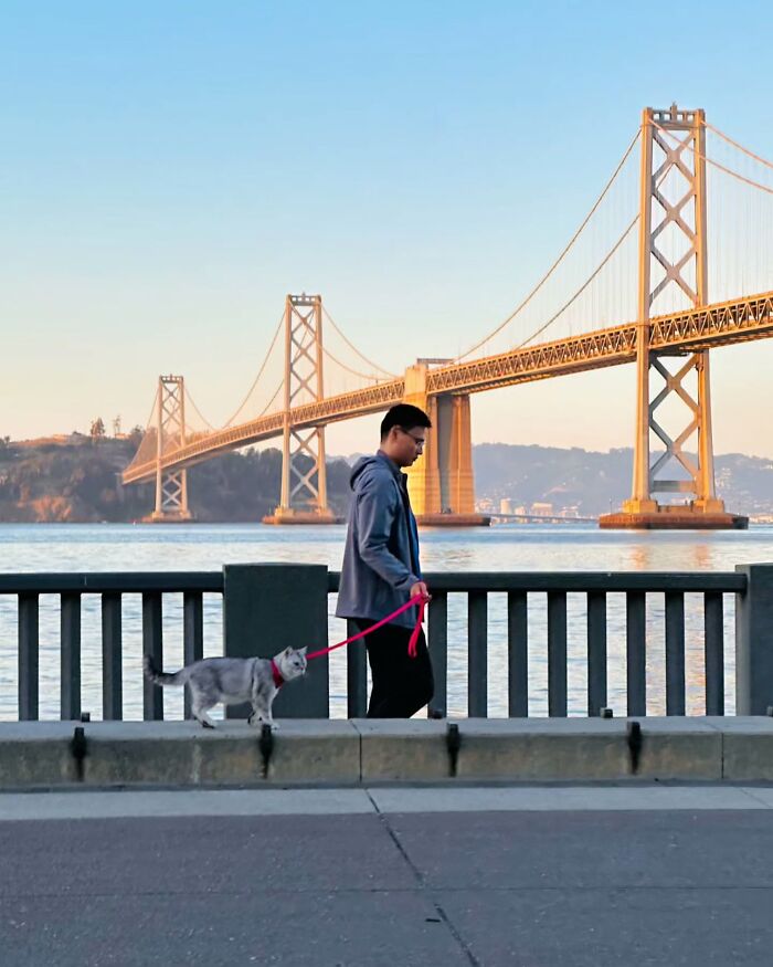 Man walking a cat on a leash by a waterfront with the Bay Bridge in the background, showcasing street photography.