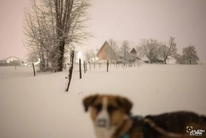 Dog standing in a snowy landscape, showcasing captivating street photography.
