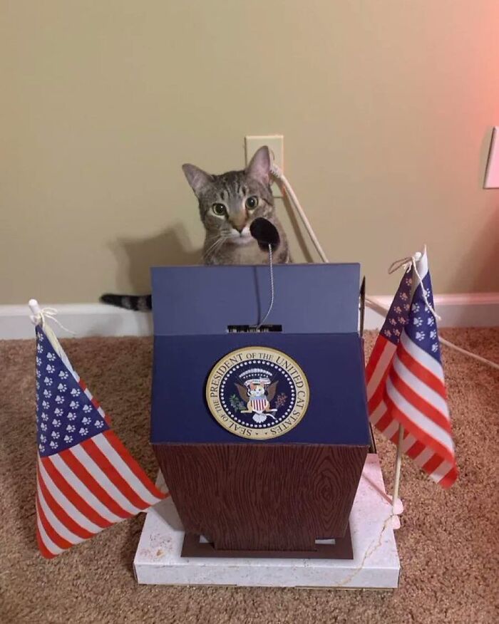Hardworking feline stands behind a miniature podium with flags, resembling a presidential setup.