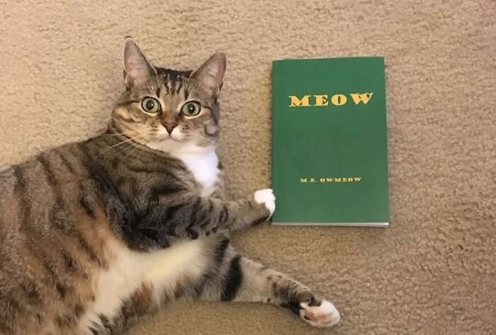 Hardworking feline lying on carpet next to a green book titled "Meow" with a surprised expression.