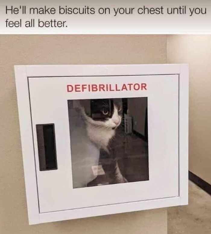 Cat sitting inside a defibrillator cabinet, ready to make you smile.