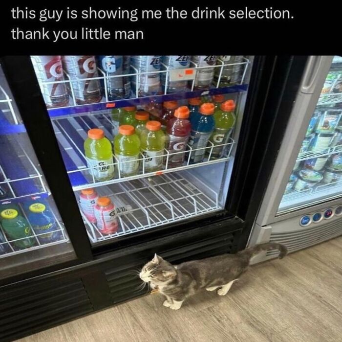 Hardworking feline standing in front of a fridge filled with drinks, appearing to show the selection.