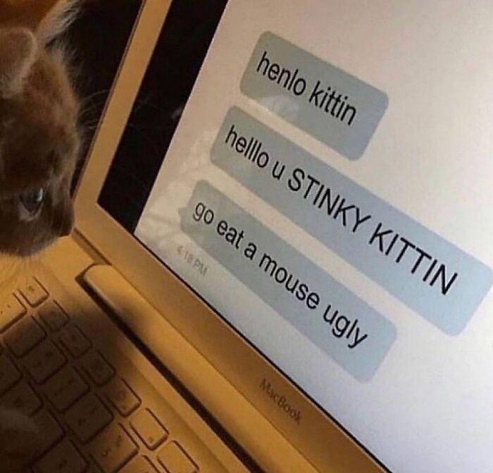Cat looking at humorous text messages on a laptop screen, capturing the hardworking felines theme.