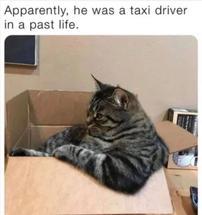 A tabby cat relaxing in a cardboard box, resembling a taxi driver, adding to hardworking felines humor.