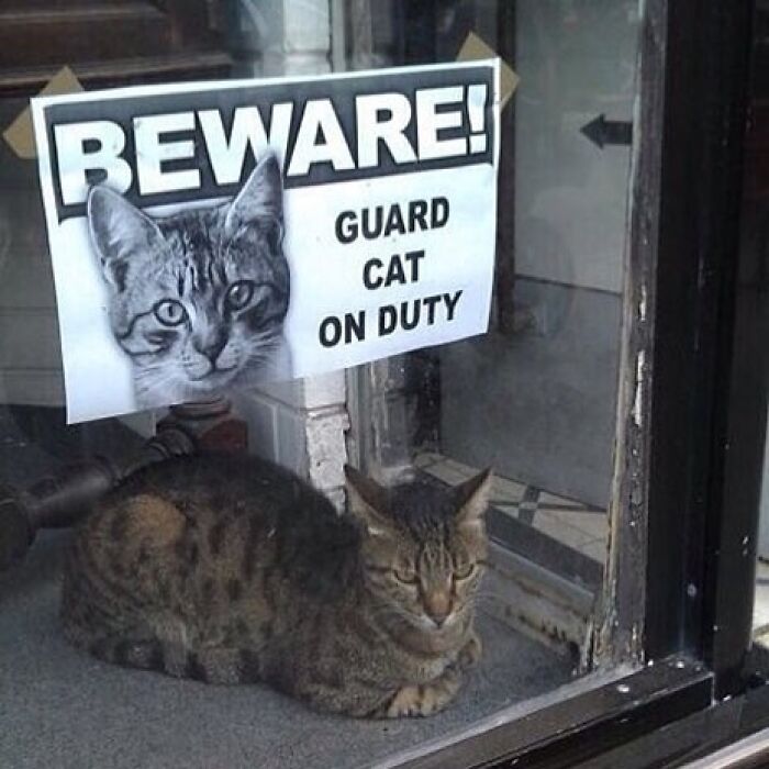 Hardworking feline guard cat on duty sitting by a warning sign in a window.