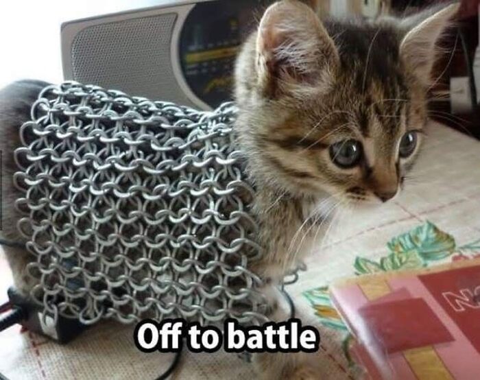 Kitten in chainmail ready for battle, showcasing hardworking felines with humor and charm.