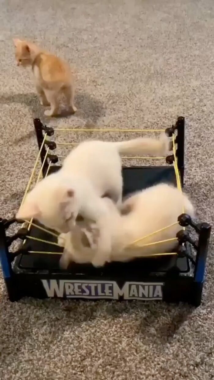 Kittens playfully wrestling in a miniature ring, showcasing hardworking felines in a cute scene.