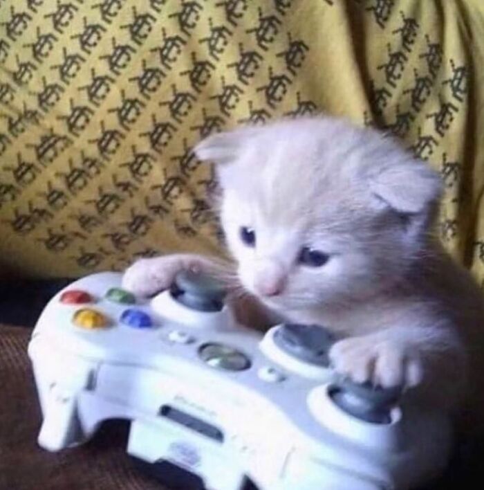 Hardworking feline kitten playing with a game controller on a patterned blanket.