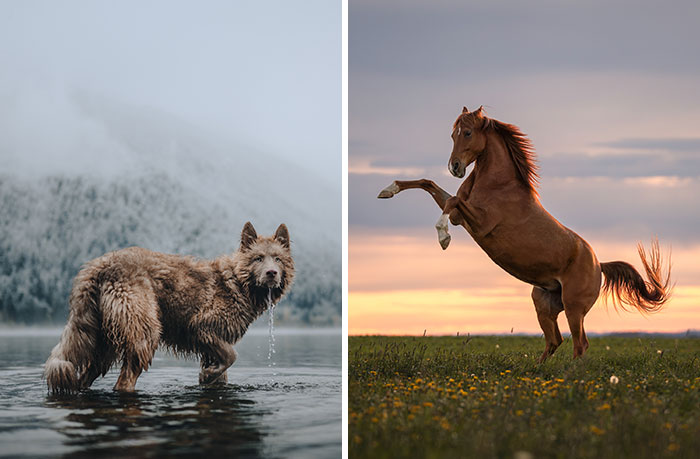 30 Best Images Of 2024 As Announced By The International Pet Photographer Of The Year Awards