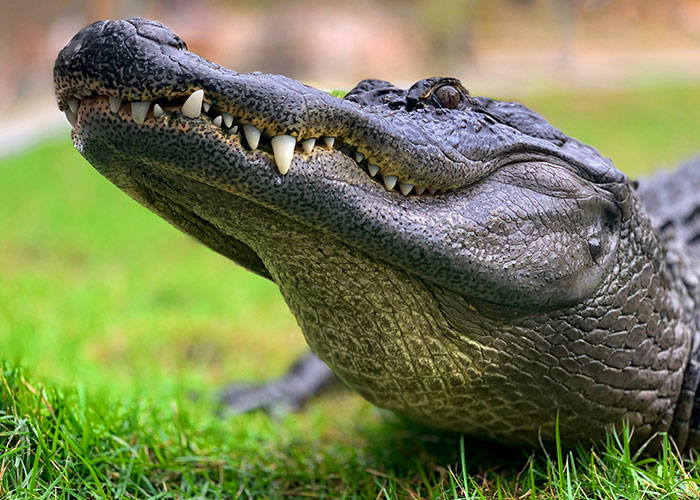 Close-up of an alligator laying on grass, showcasing its teeth and textured skin, relating to strange human behavior in courtrooms.