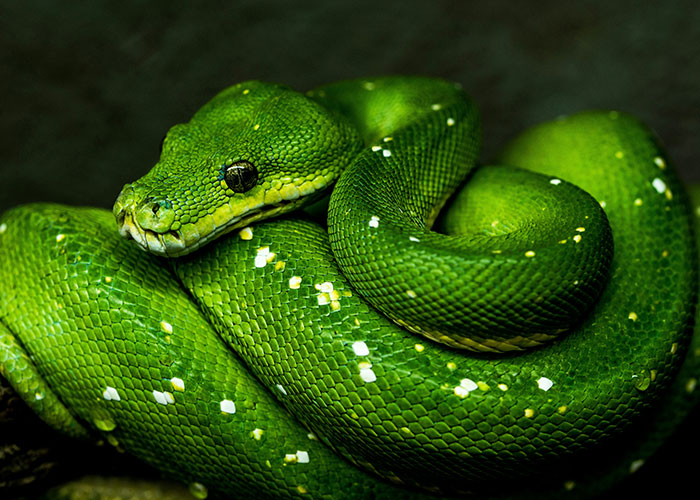 Bright green snake coiled up showcasing its vibrant scales and intriguing texture.