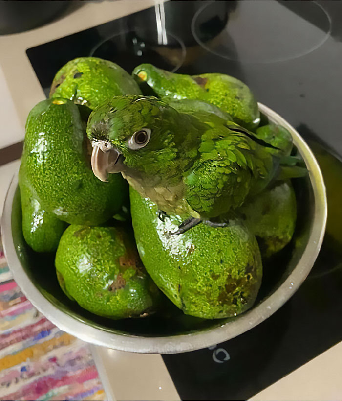My Bird Matched The Avocados Pretty Well