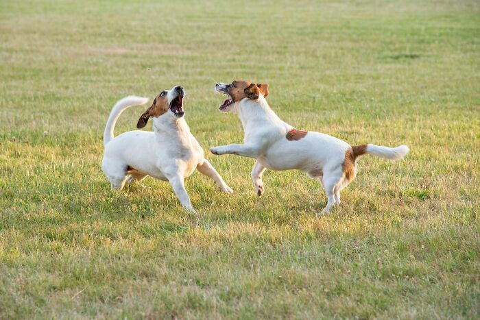 Two dogs playing energetically on a grassy field, ignoring trends.