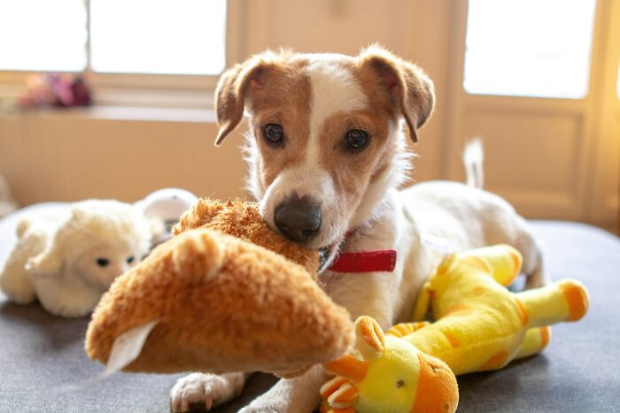 Dog enjoying toys on a couch, featuring a giraffe and plush animal.