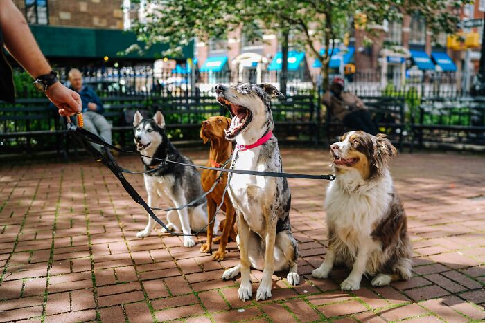 A group of dogs with leashes in a park, showing affordable ways to make life easier for pet owners.