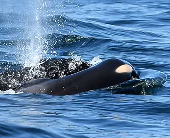 Another &ldquo;Devastating&rdquo; Loss For Orca Mom Who Carried Lifeless Calf For 17 Days And 1,000 Miles