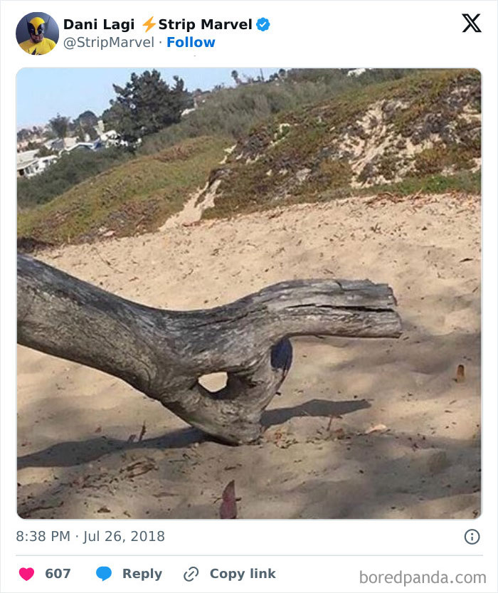 A driftwood log on a sandy beach resembling a crocodile head, showcasing pareidolia effects.