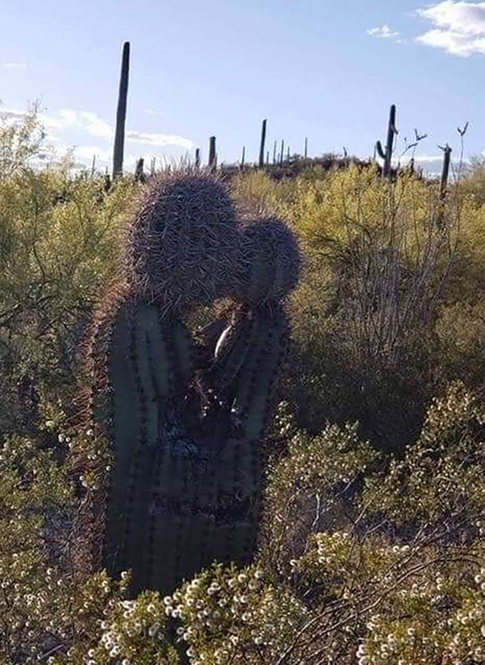 Cactus resembling two people embracing amidst desert scenery, showcasing pareidolia effect.