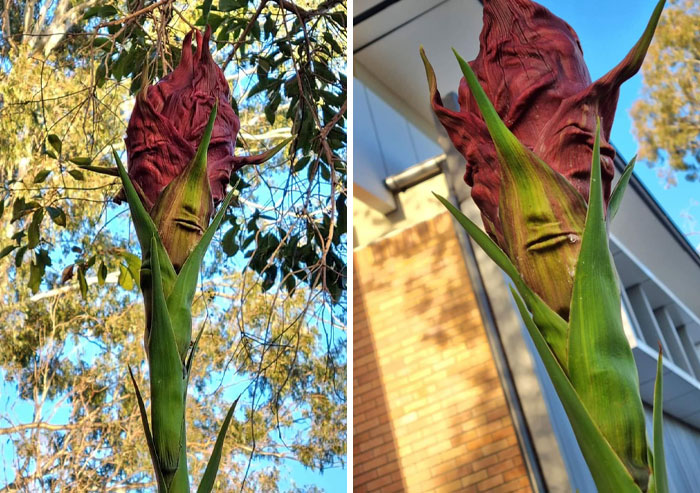 Red plant resembling a face due to pareidolia, with green leaves and tree in the background.