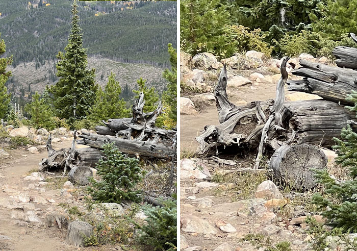 Weathered tree stumps resembling animal shapes in a forest landscape, demonstrating pareidolia.