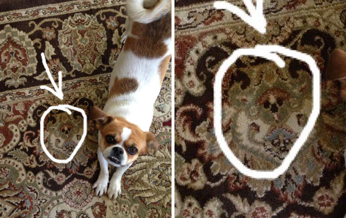 Dog on a patterned rug with a highlighted area showing a face-like pattern, illustrating pareidolia-pictures.