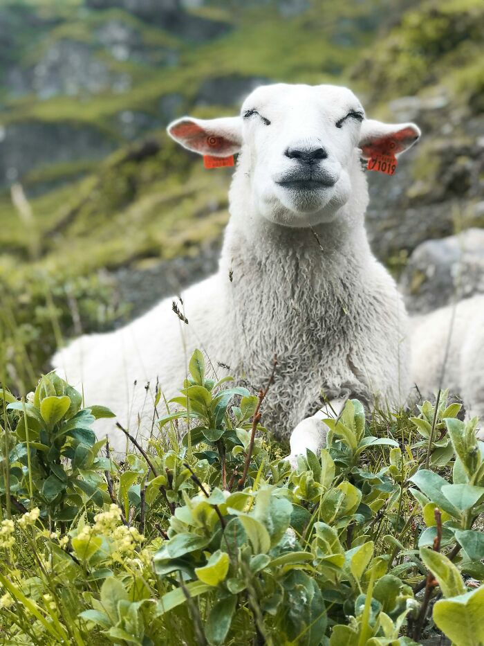 A sheep with orange ear tags sits contentedly among green bushes in a mountainous landscape.