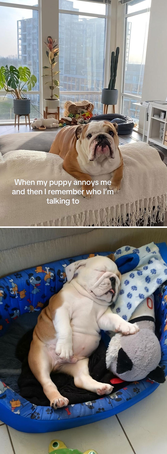 Pet-Annoys-Remember-Who-Im-Talking-To-Trend-TikTok