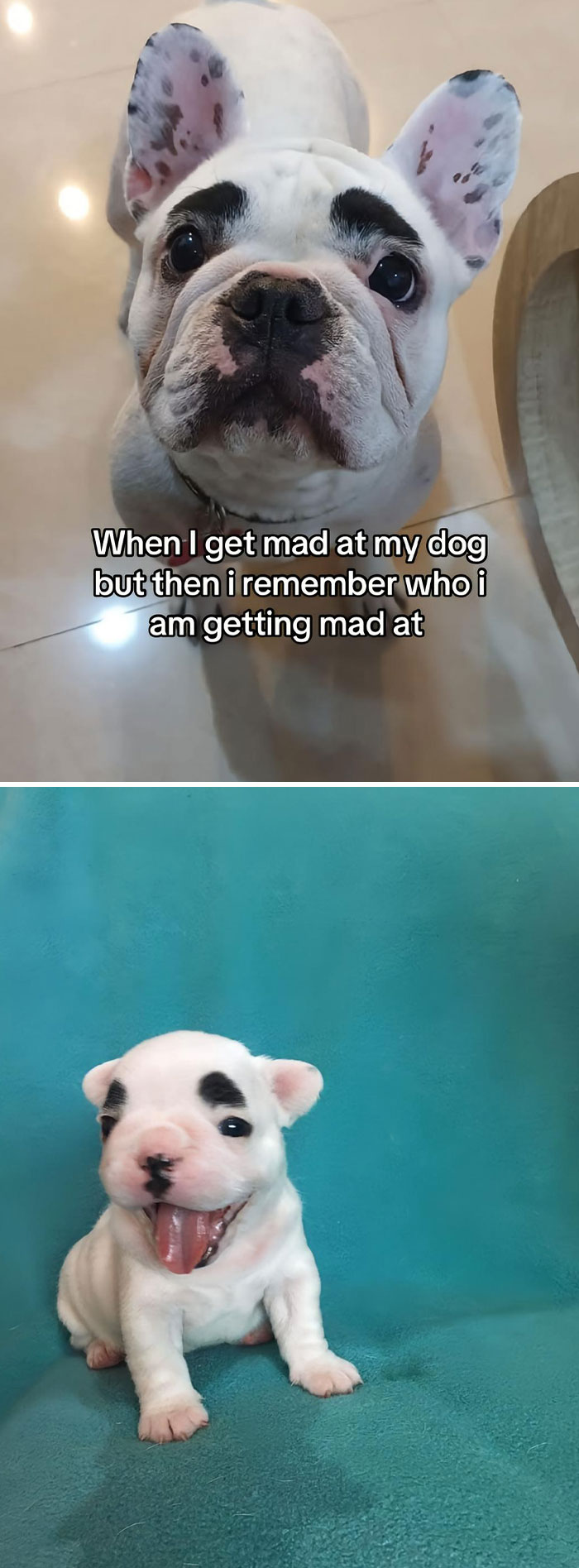 Pet-Annoys-Remember-Who-Im-Talking-To-Trend-TikTok