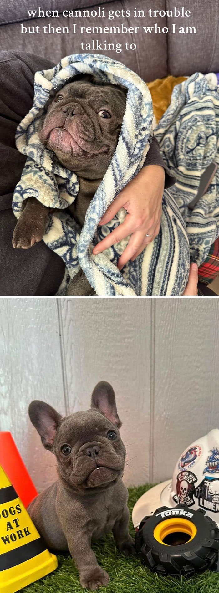 Pet-Annoys-Remember-Who-Im-Talking-To-Trend-TikTok