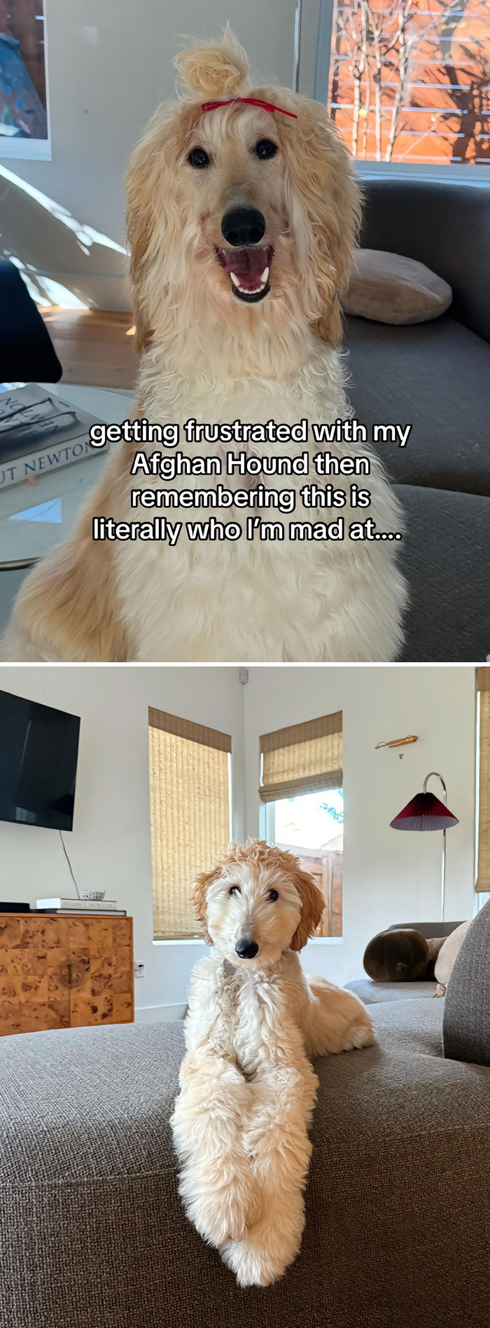 Pet-Annoys-Remember-Who-Im-Talking-To-Trend-TikTok