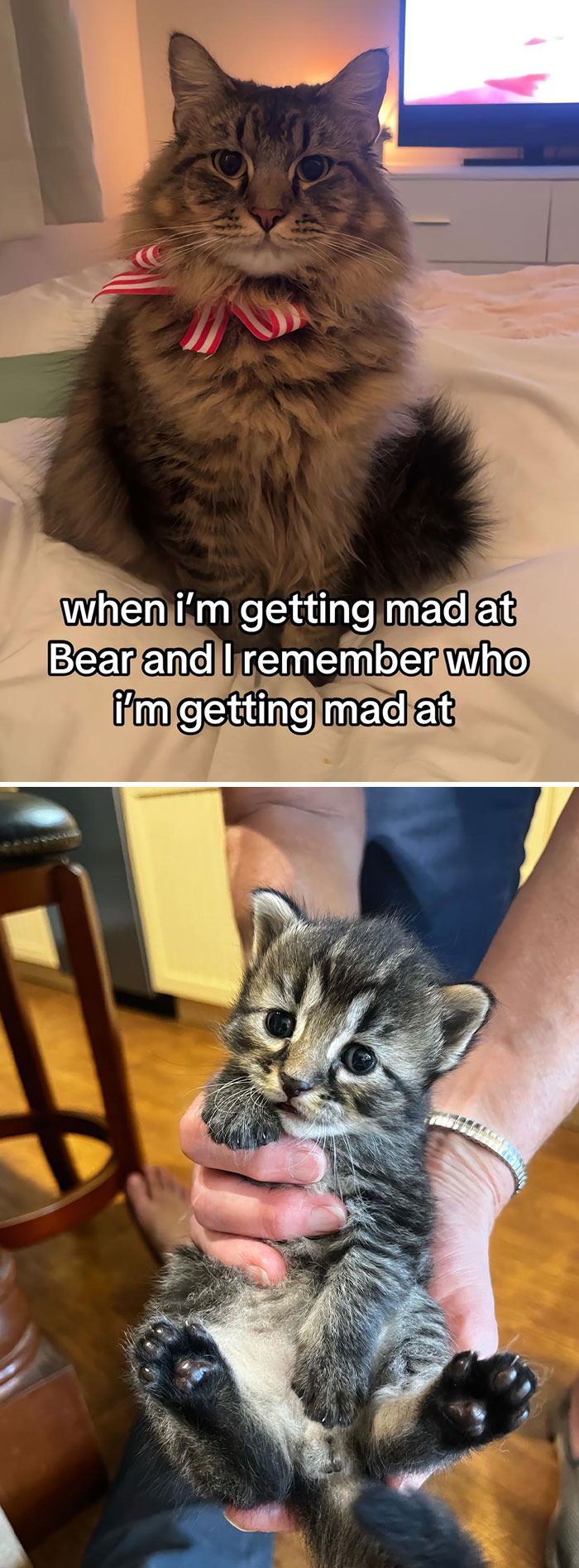 Pet-Annoys-Remember-Who-Im-Talking-To-Trend-TikTok