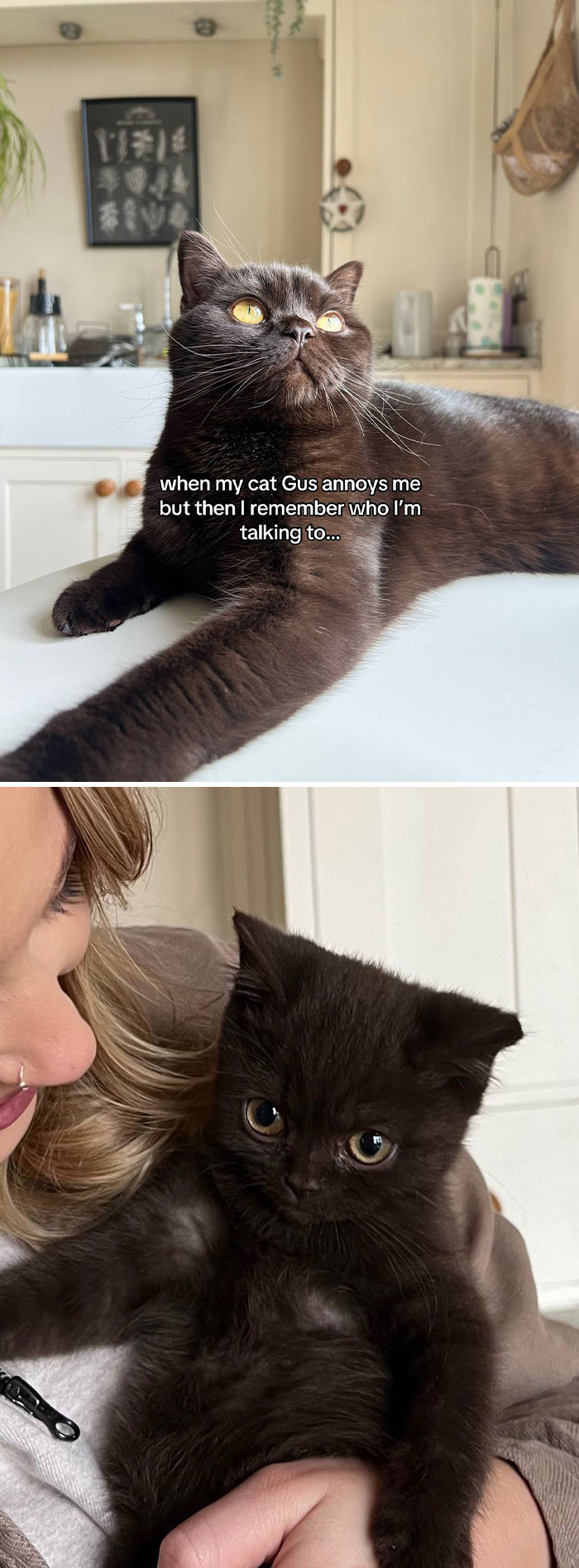 Pet-Annoys-Remember-Who-Im-Talking-To-Trend-TikTok