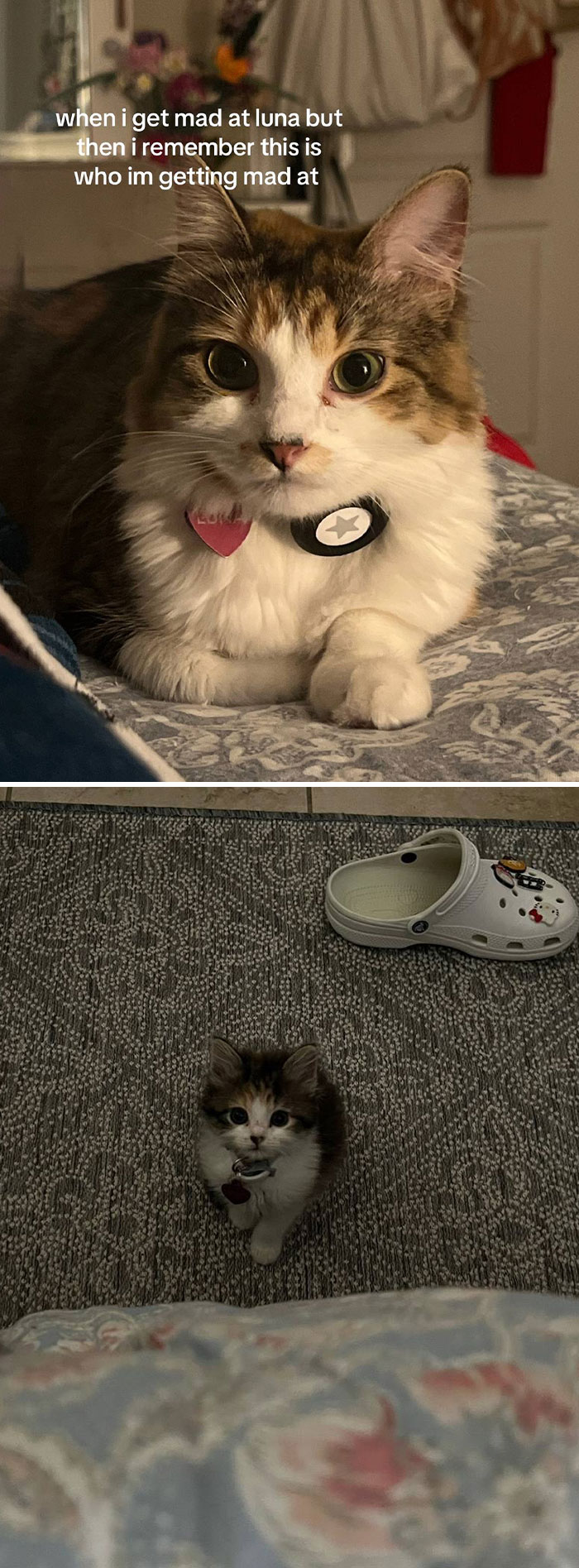 Pet-Annoys-Remember-Who-Im-Talking-To-Trend-TikTok