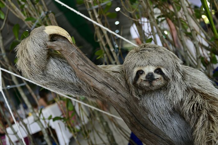 Sloth showcasing weird nature quirks by hanging on a branch, highlighting its unique traits.