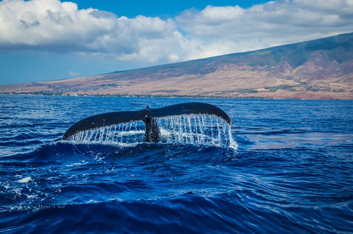 Whale tail splashing in ocean, a reminder of seemingly harmless things with potential danger.