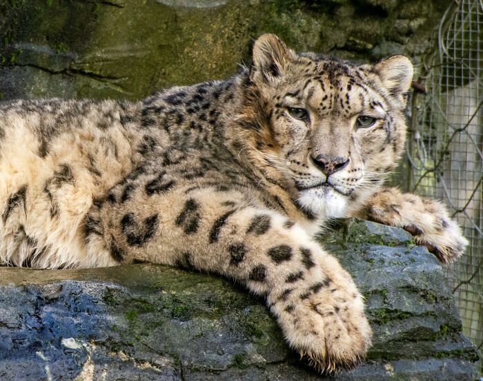 Snow leopard lounging on rocks, showcasing its unique fur pattern, illustrating weird nature quirks.