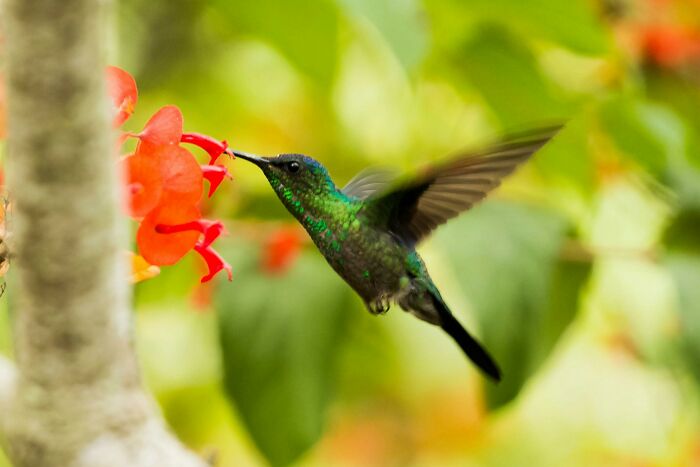 Hummingbird exhibiting weird nature quirks as it hovers to drink nectar from red flowers.