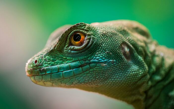 Close-up of a green lizard with textured scales and an orange eye, highlighting its unique features.
