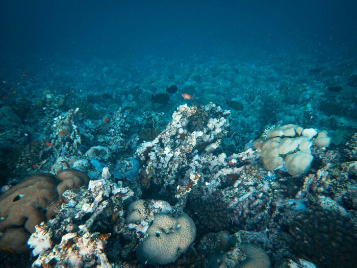 Underwater coral reef scene, vibrant marine life, possibly tied to controversial conspiracy theories about ocean health.