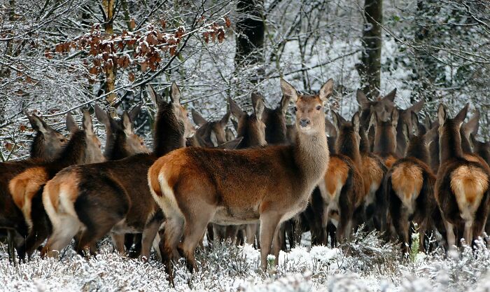 A herd of deer standing in a snowy forest, potentially harmful if startled.