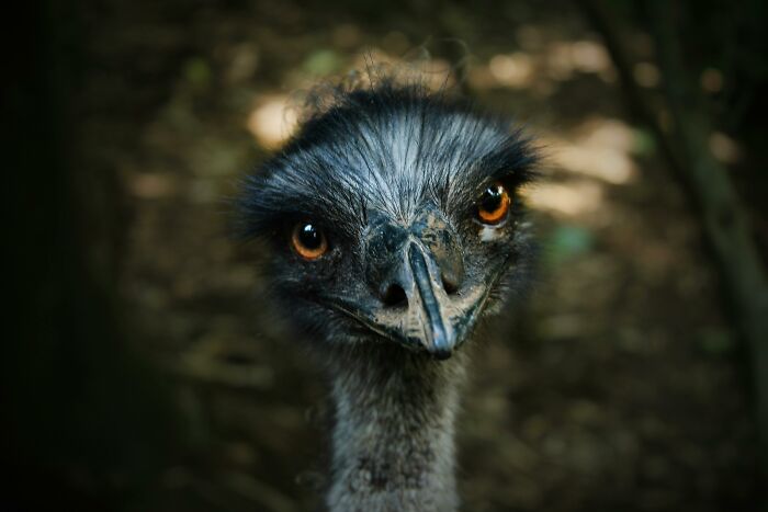 Close-up of an emu, illustrating how everyday things might seem harmless but can be unexpectedly dangerous.